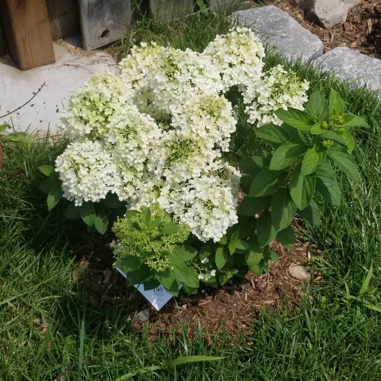 Plant image Hydrangea Paniculata 'Bobo'