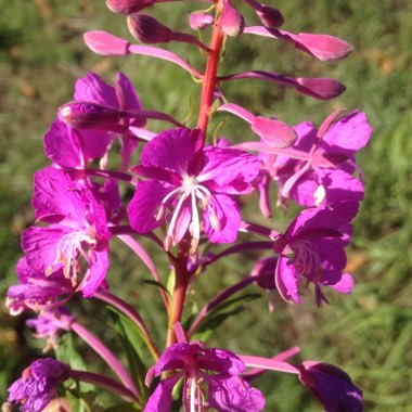 Rosebay Willowherb