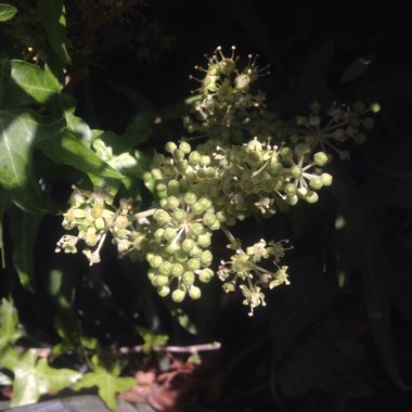 Climbing Hydrangea