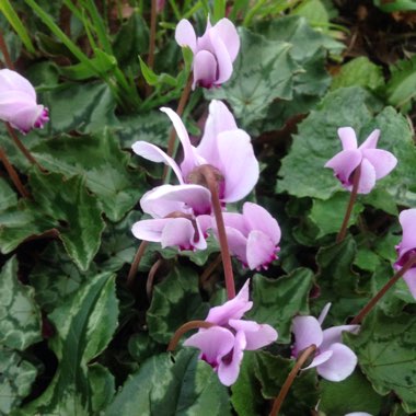 Cyclamen (Hardy)