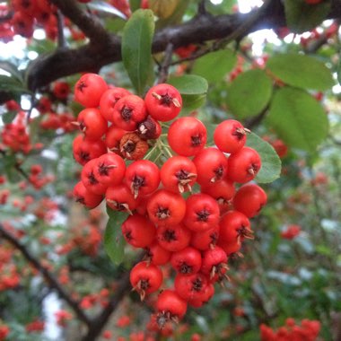 Firethorn 'Red Column'