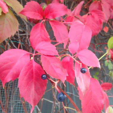 Virginia Creeper