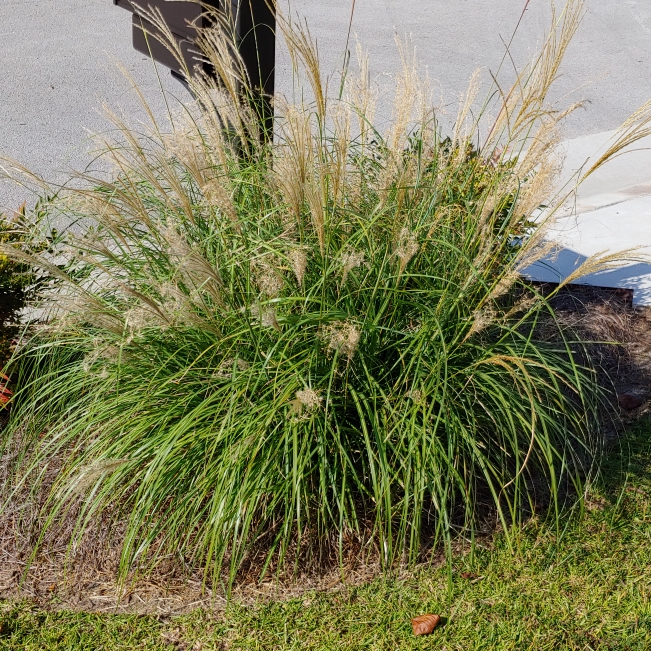 Plant image Pennisetum alopecuroides