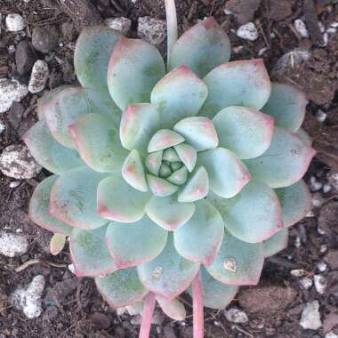 Echeveria Prolifica