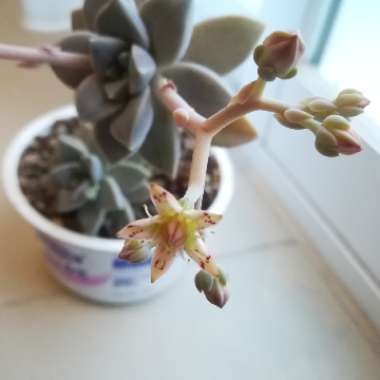 Graptopetalum Paraguayense subsp. Paraguayense