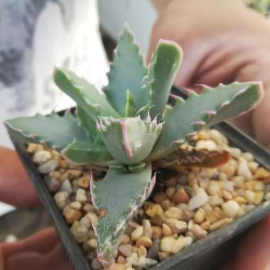 Faucaria tigrina