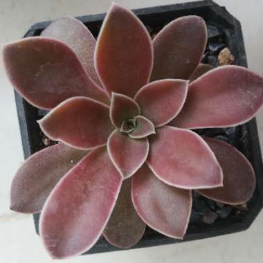 Echeveria Racemosa var. Racemosa