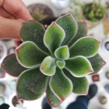 Echeveria Pulvinata var. Pulvinata