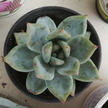 Echeveria 'Mexican Giant'