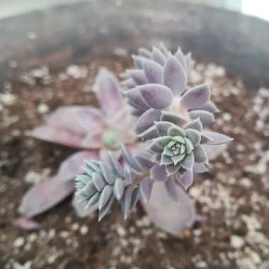 Echeveria 'Diffractens'