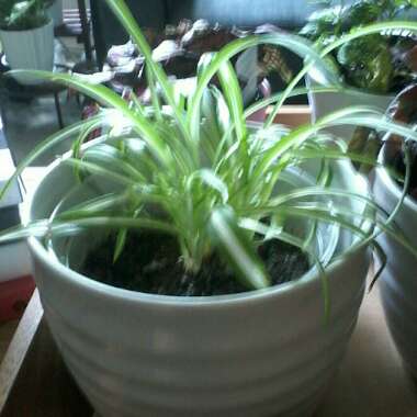 Reverse Variegated Spider Plant