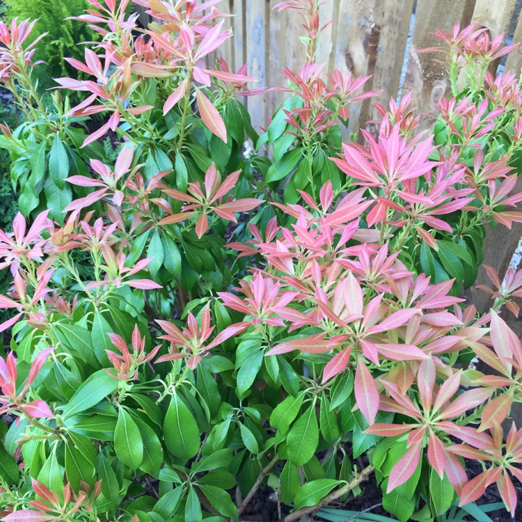 Plant image Pieris japonica 'White Cascade'