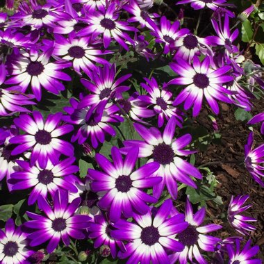 Florist's Cineraria 'Senetti Blue Bicolor'