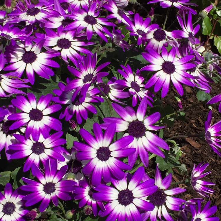 Pericallis x hybrida 'Sunseneribuba' (Senetti Series) syn. Pericallis ...