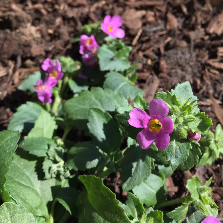 Plant image Bacopa Cabana 'Pink'