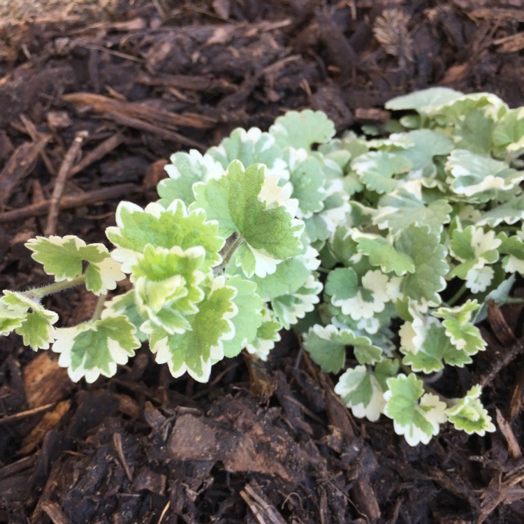 Plant image Glechoma hederacea