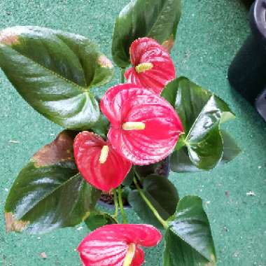 Flamingo Flower