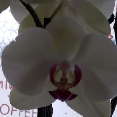 Orchid