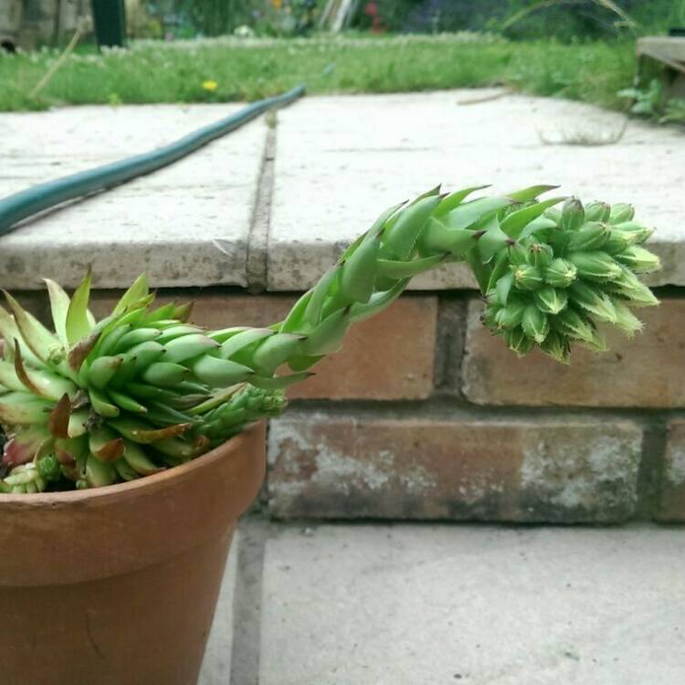 Plant image Sempervivum Winter Red