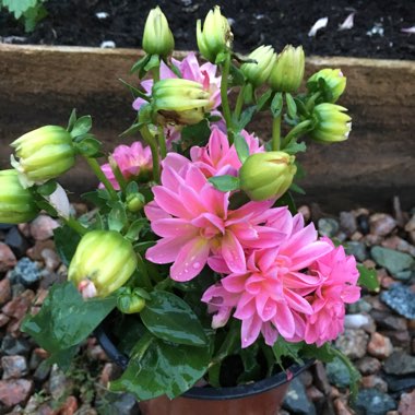 Bedding Dahlia