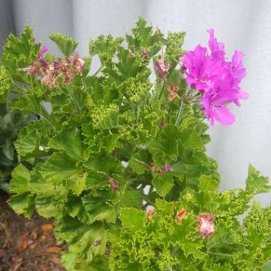 Geranium sanguineum 'Vision Light Pink' (Vision Series)