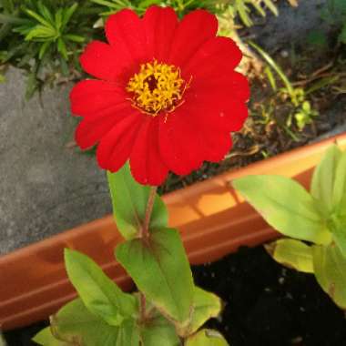 Zinnia 'Red Scarlet'