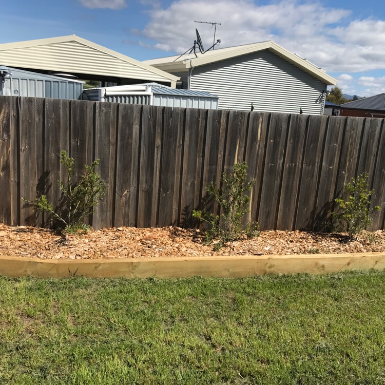 Plant image Callistemon Laevis