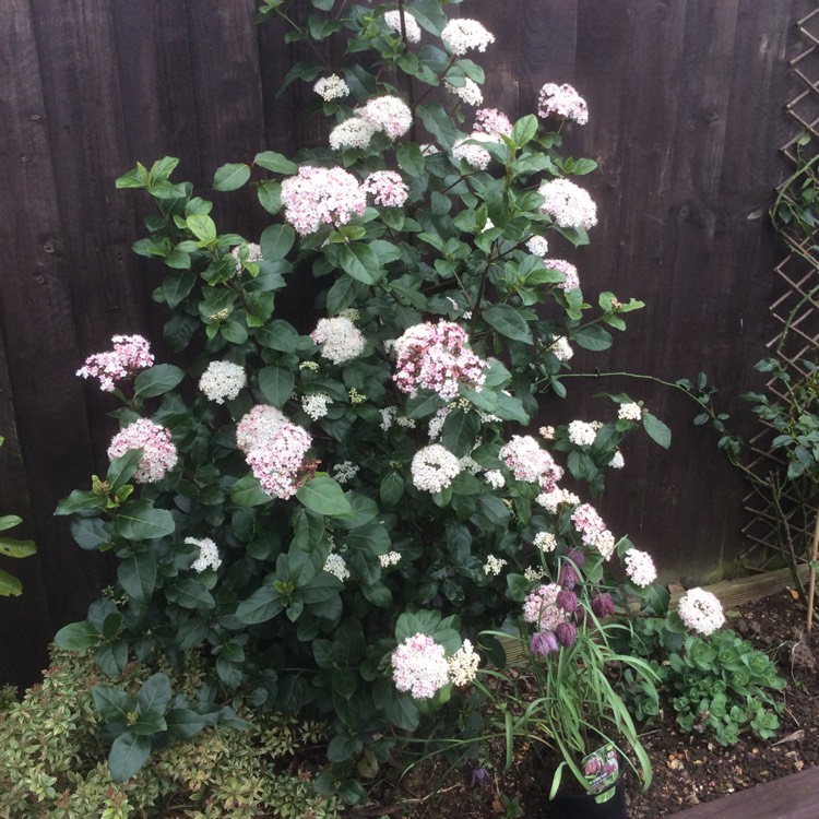 Plant image Viburnum tinus 'Lisarose'