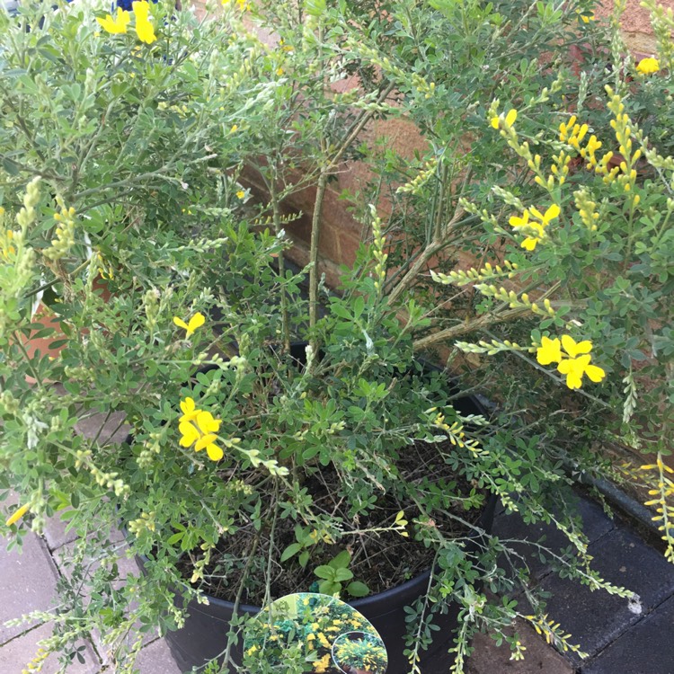 Plant image Cytisus racemosus syn. Genista racemosa