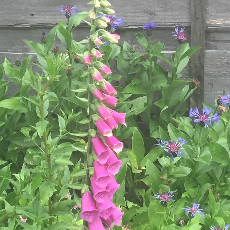 Foxglove