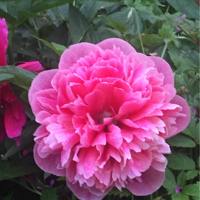 Peony 'Rubra Plena' (Herbaceous)