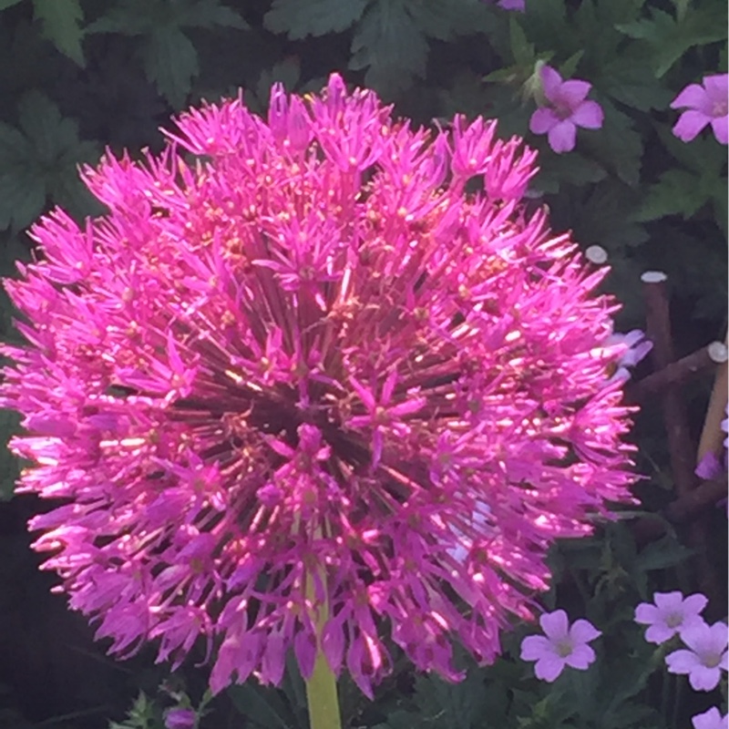 Allium