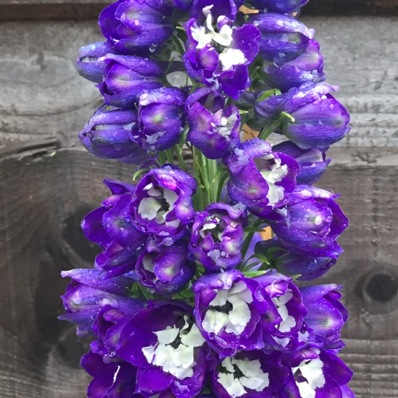 Delphinium 'Polarnacht'