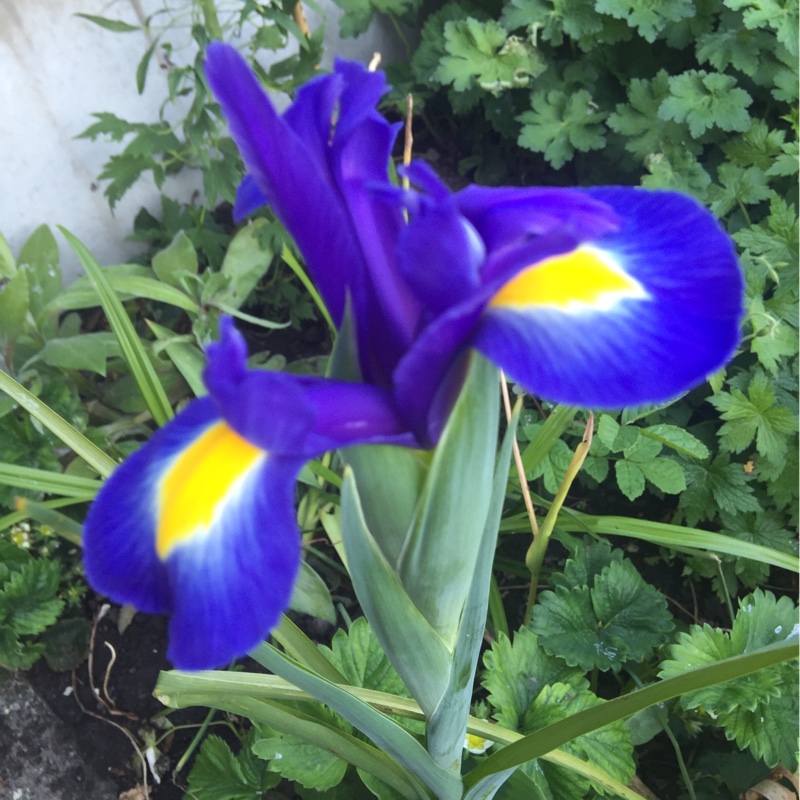 Reticulate Iris 'George'