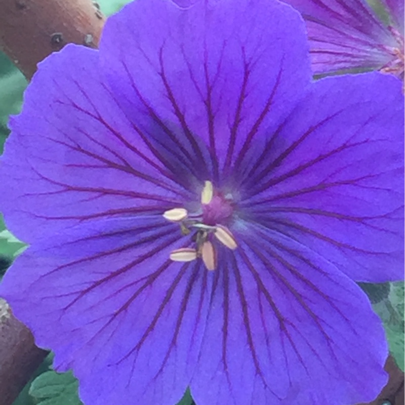 Cranesbill 'Johnson's Blue'