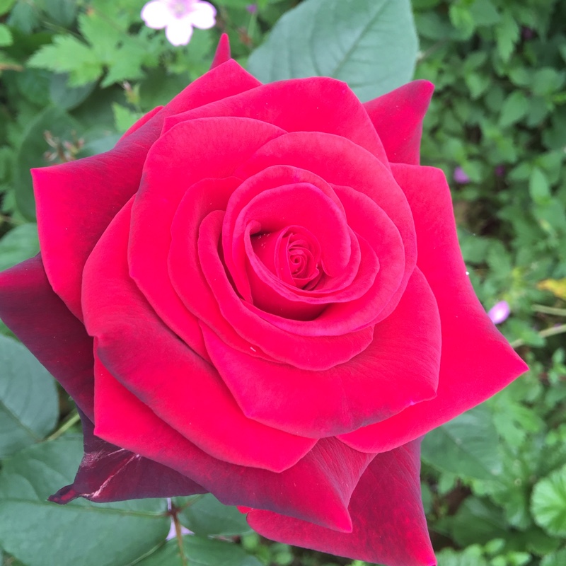 Hybrid Tea Rose 'Loving Memory'