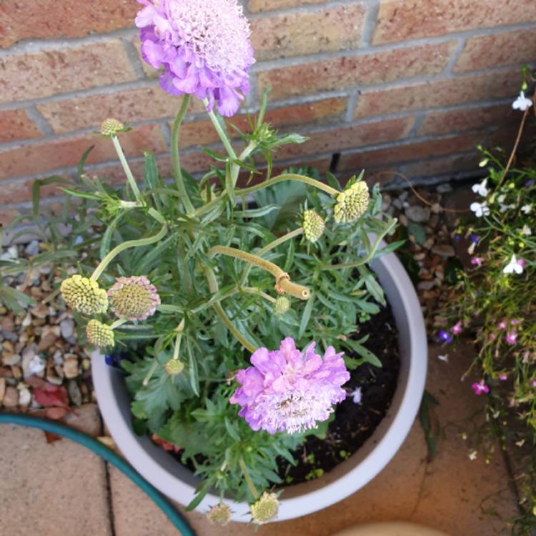 Plant image Scabiosa cretica