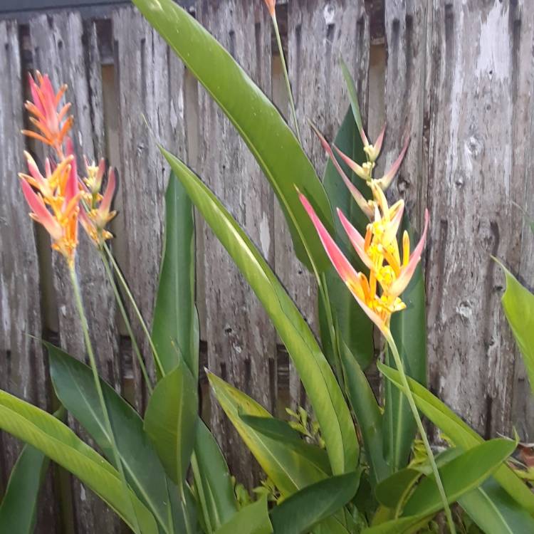 Plant image Heliconia psittacorum 'Choconiana'