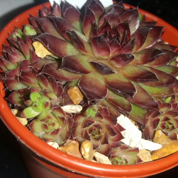 Sempervivum Simply Nightfall