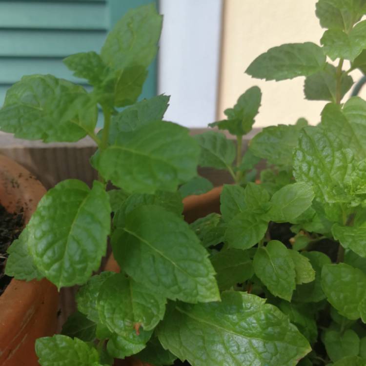 Plant image Mentha spicata var. crispa 'Moroccan'