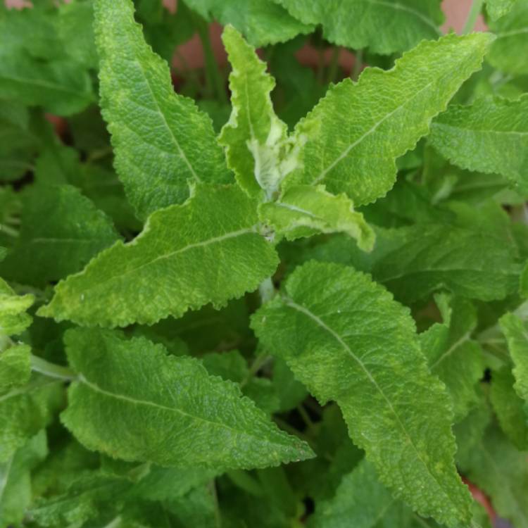 Plant image Salvia x sylvestris 'Balsalarv' syn. Salvia x sylvestris 'Blue Marvel', Salvia nemorosa 'Blue Marvel'