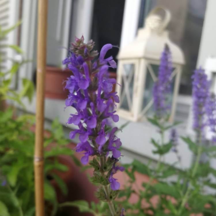 Plant image Salvia x sylvestris 'Blauhugel' syn. Salvia nemorosa 'Blue Mound', Salvia nemorosa 'Blauhugel', Salvia 'Blue Hills'