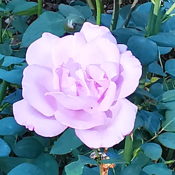 Plant image Rosa 'Meilanein' syn. Rosa 'Charles de Gaulle', Rosa 'Katherine Mansfield'