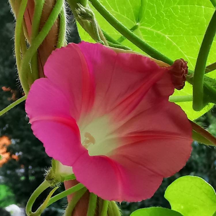 Plant image Ipomoea purpurea 'Tickle Me Pink'