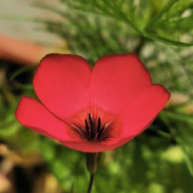 Linum grandiflorum