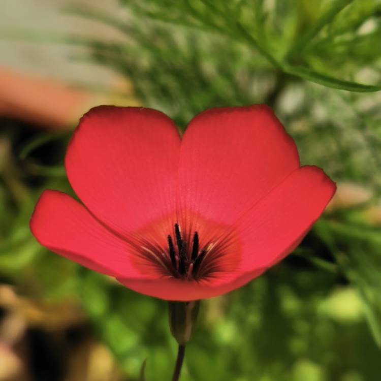 Plant image Linum grandiflorum