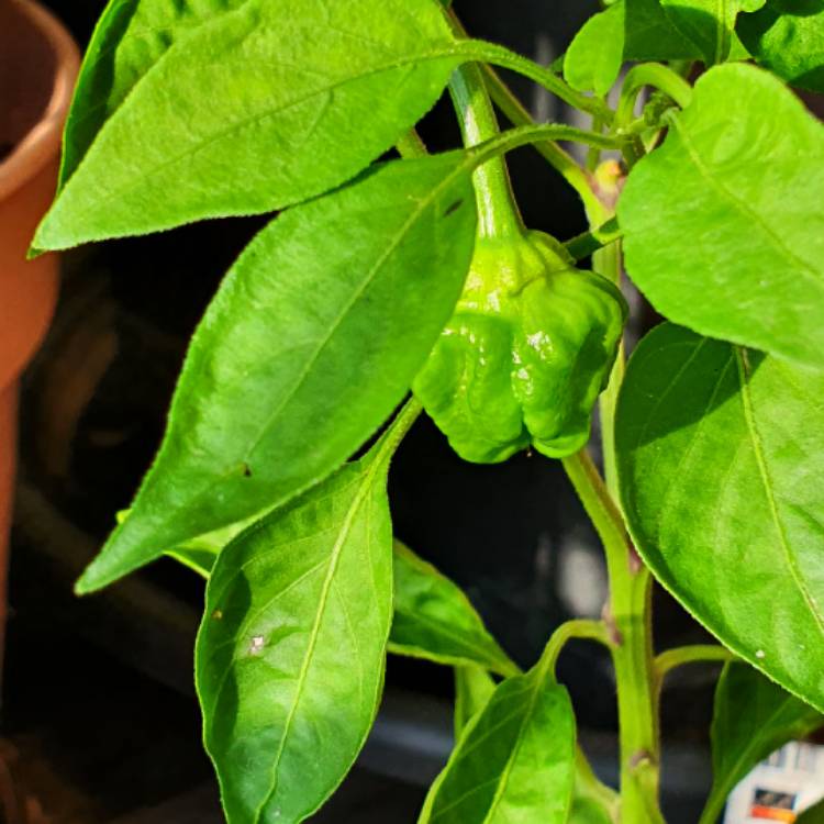 Plant image Capsicum Chinense 'Scotch Bonnet'