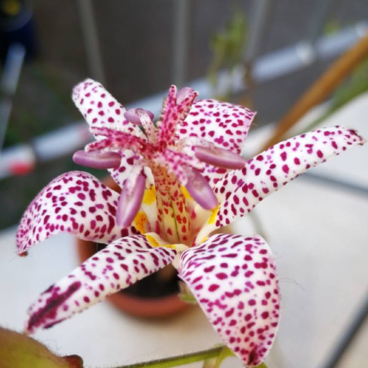 Plant image Tricyrtis hirta 'Miyazaki'