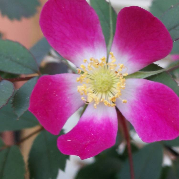 Plant image Rosa acicularis syn. Rosa korsakoviensis, Rosa moscovita, Rosa sichotealinensis, Rosa taquetii