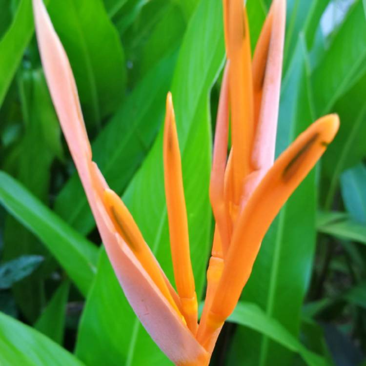 Plant image Heliconia psittacorum 'Andromeda'